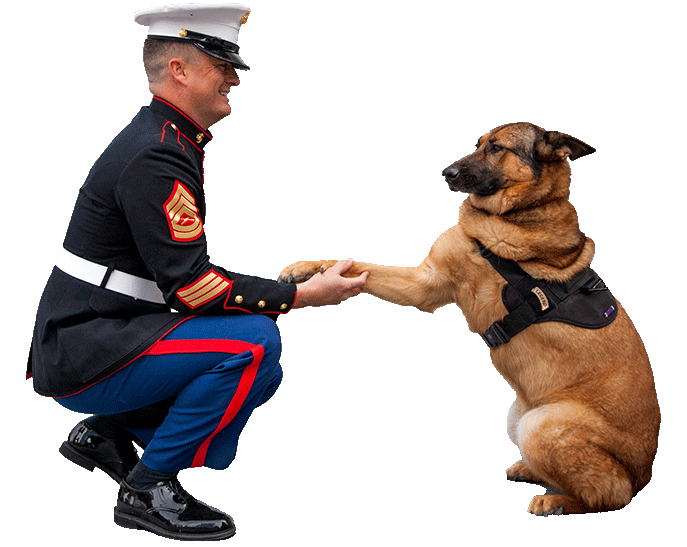 Marine knelt down, shaking the paw of a German Shepard.